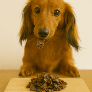 kippenmaag hondensnack