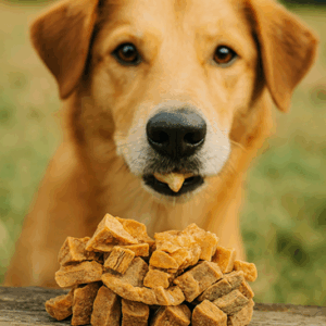 lamslongblokjes hond