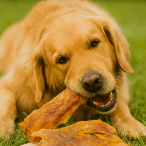 runderkophuidplaat hondensnack